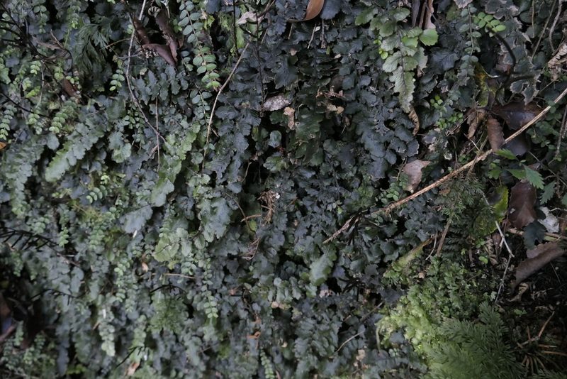 Cranfillia nigra, photographed by Zac Sanson