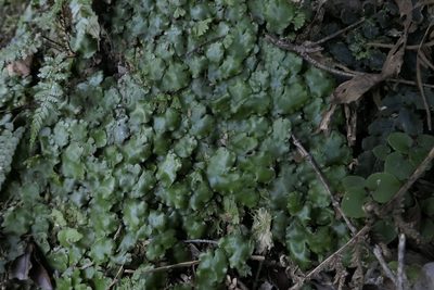 Monoclea forsteri, photographed by Zac Sanson