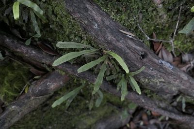 Notogrammitis billardierei, photographed by Zac Sanson