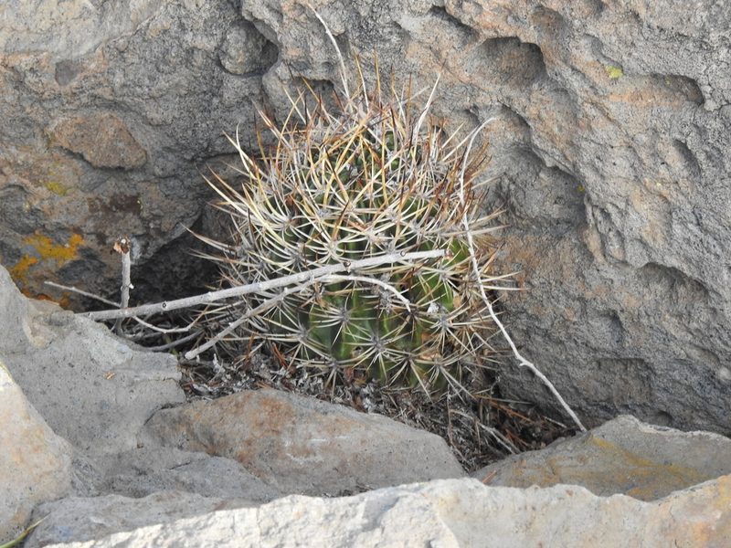 Lobivia ferox, photographed by Naturalist Tours