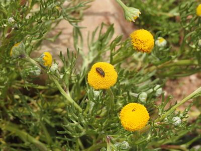 Hymenoxys robusta, photographed by Naturalist Tours