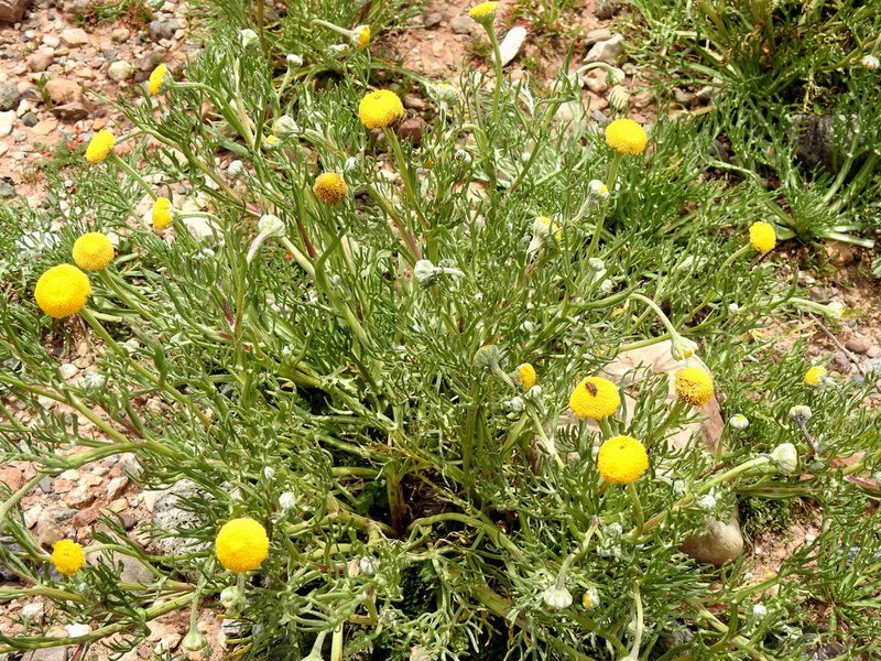 Hymenoxys robusta, photographed by Naturalist Tours