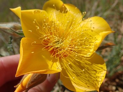 Mentzelia lindleyi, photographed by joergmlpts