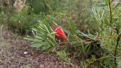 Lambertia formosa, photographed by M. quinquenervia