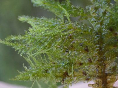 Metaneckera menziesii, photographed by Randal