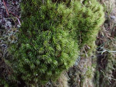 Dicranum fuscescens, photographed by Randal