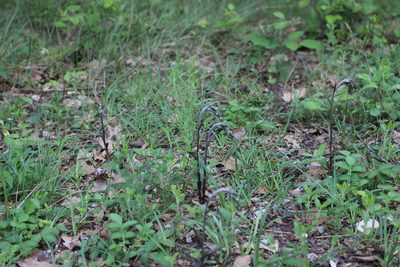 Epipactis microphylla, photographed by Fabien Piednoir