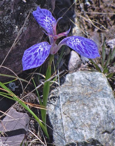 Mastigostyla spathacea, photographed by Hugo Hulsberg
