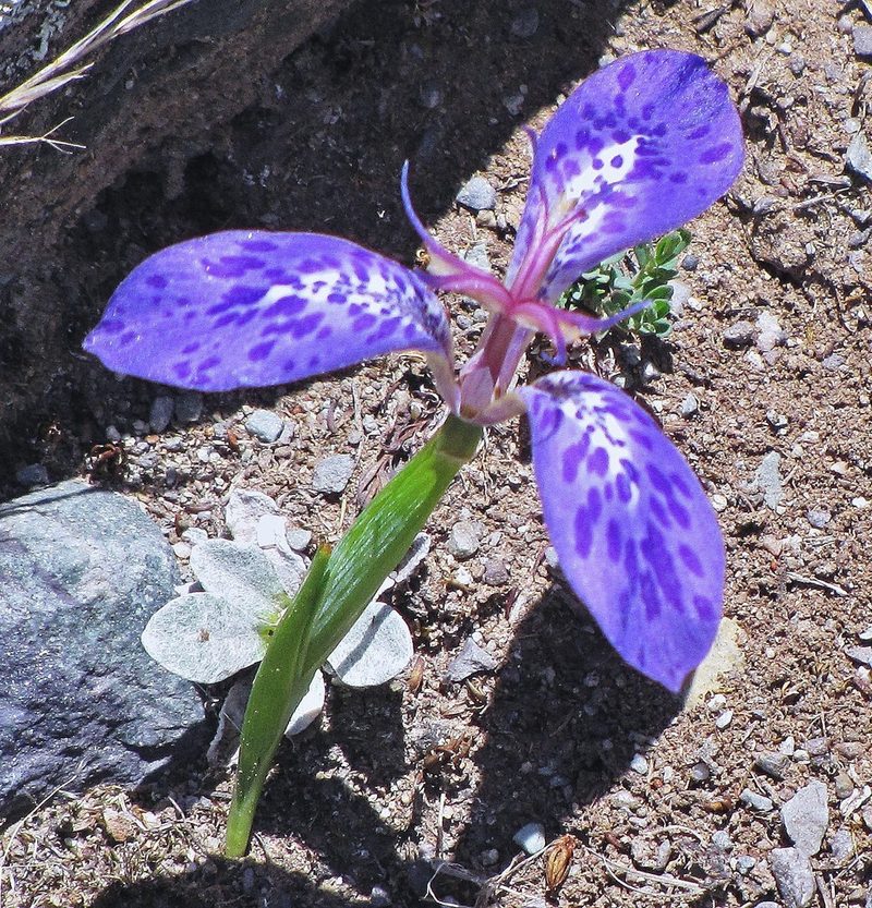 Mastigostyla spathacea, photographed by Hugo Hulsberg