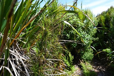 Dracophyllum longifolium, photographed by Kane Fleury