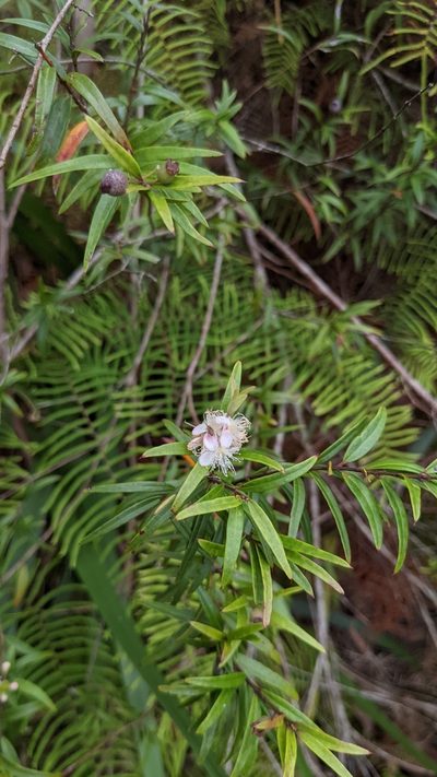 Austromyrtus tenuifolia, photographed by M. quinquenervia