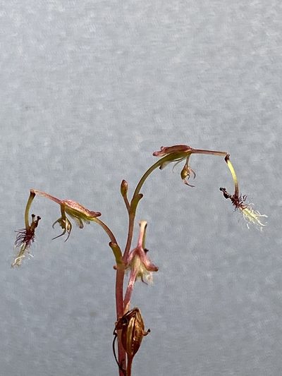 Arthrochilus huntianus, photographed by John Van Den Nouwelant