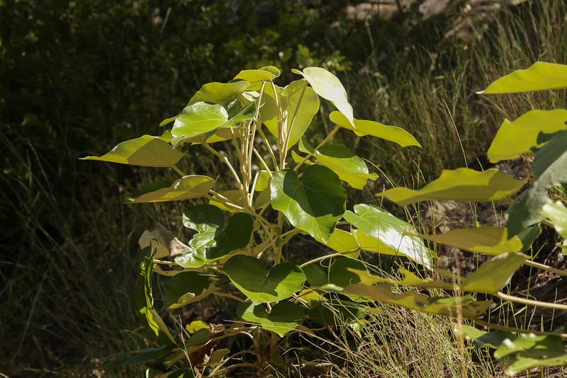 Astrotricha cordata, photographed by dhfischer