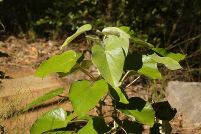 Astrotricha cordata, photographed by dhfischer