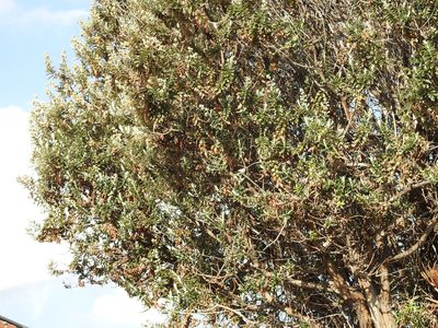 Buddleja coriacea, photographed by Naturalist Tours