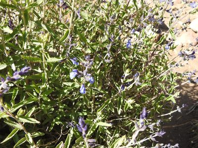 Salvia cuspidata, photographed by Naturalist Tours