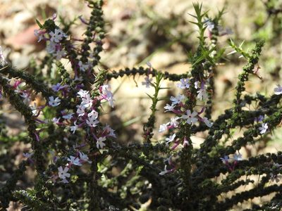 Junellia seriphioides, photographed by Naturalist Tours