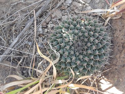 Mammillaria uncinata, photographed by Alejandro Gómez Maya
