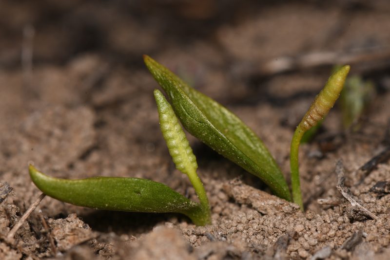 Ophioglossum californicum, photographed by Trevor Van Loon