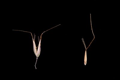 Pentameris airoides, photographed by Kym Nicolson