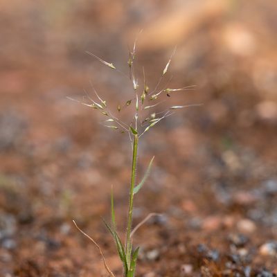 Pentameris airoides, photographed by Kym Nicolson