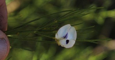 Psoralea oreopola, photographed by Tony Rebelo