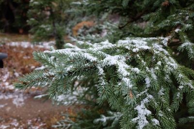 Picea engelmannii, photographed by Julia Carr