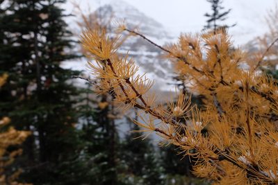 Larix lyallii, photographed by Julia Carr