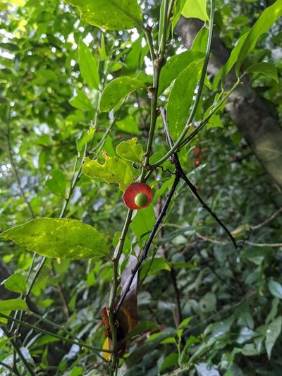 Heisteria povedae, photographed by Trevor Van Loon