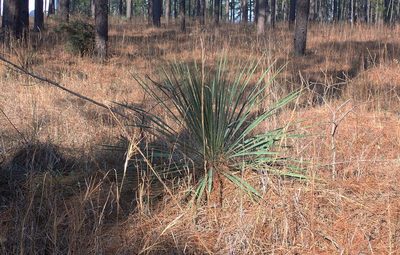 Yucca flaccida, photographed by Mike Duran