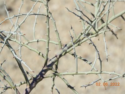 Parkinsonia florida, photographed by Diana