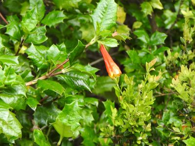 Desfontainia fulgens, photographed by Leonel Roget