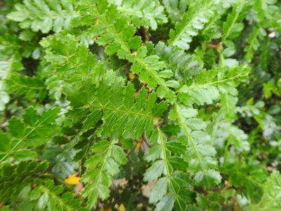Weinmannia trichosperma, photographed by Leonel Roget
