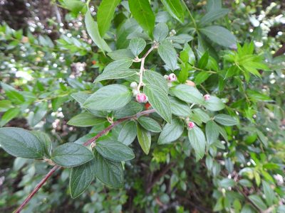 Cotoneaster franchetii, photographed by Leonel Roget