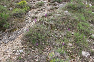 Orchis olbiensis, photographed by Fabien Piednoir