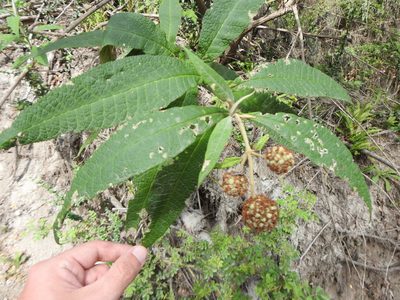 Buddleja globosa, photographed by Leonel Roget