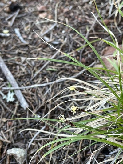Carex globosa, photographed by Roger Raiche