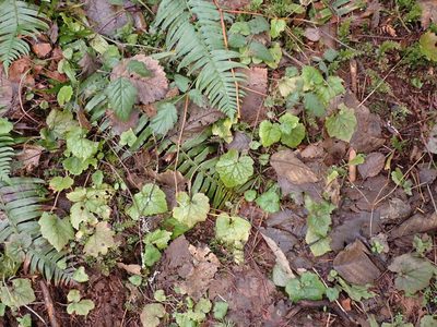 Tolmiea menziesii, photographed by giantcicada