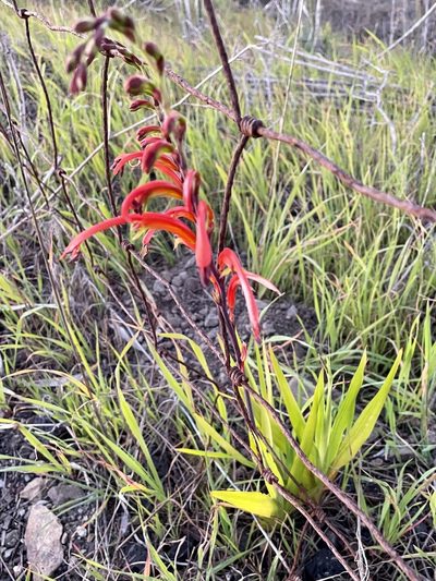 Chasmanthe bicolor, photographed by Dutza K.
