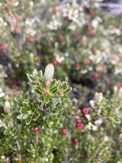 Cyathodes straminea, photographed by krumpianking
