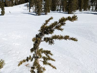 Tsuga mertensiana, photographed by Zac Peterson