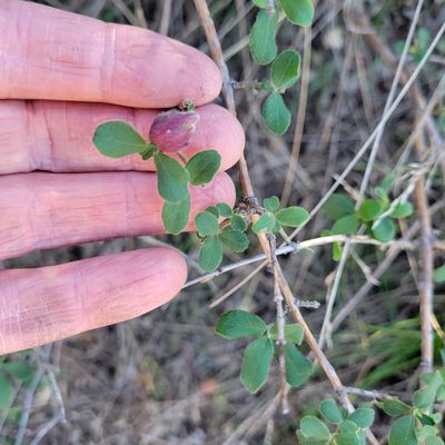 Lonicera subspicata, photographed by Dan Horowitz