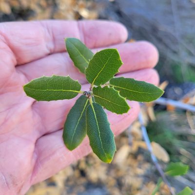 Quercus wislizeni, photographed by Dan Horowitz