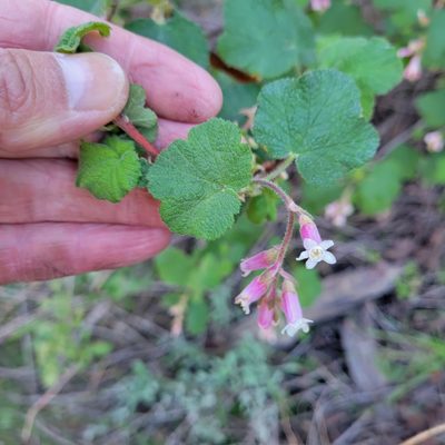 Ribes malvaceum, photographed by Dan Horowitz