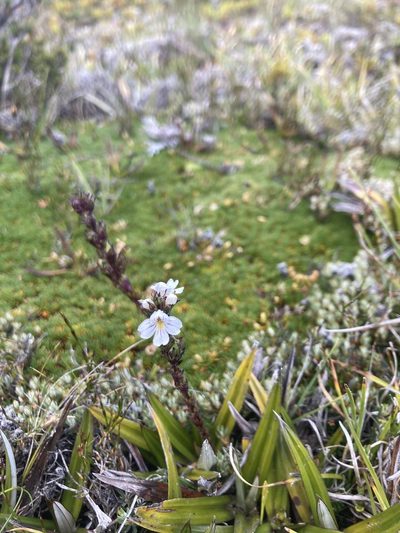 Euphrasia hookeri, photographed by krumpianking