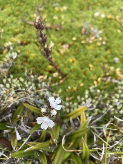 Euphrasia hookeri, photographed by krumpianking