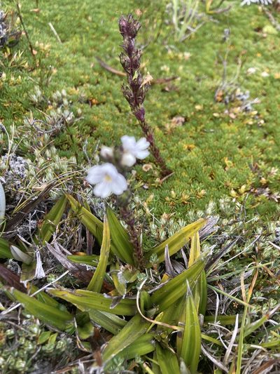 Euphrasia hookeri, photographed by krumpianking