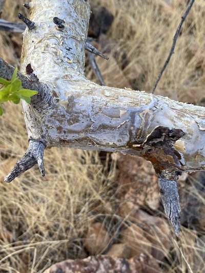 Commiphora tenuipetiolata, photographed by Dave U