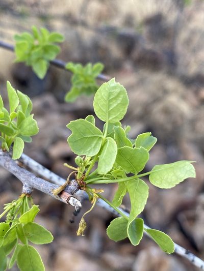 Commiphora tenuipetiolata, photographed by Dave U