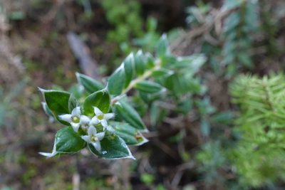 Pimelea pseudolyallii, photographed by John Barkla